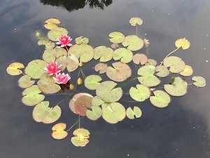 Why do people come to therapy? . Lily pond